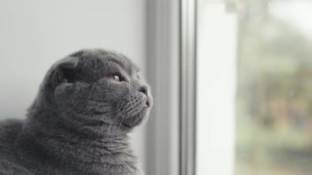 Gato dobrável escocês com olhos laranja senta-se e olha para fora da janela. — Vídeo de Stock