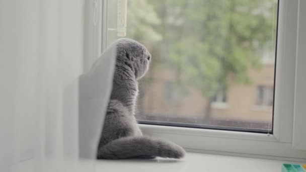 オレンジ色の目をしたスコットランドの猫が座って窓の外を見る. — ストック動画