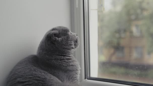 Scottish fold cat with orange eyes sits and looks out the window. — Stock Video