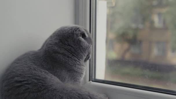 Gato pliegue escocés con ojos anaranjados se sienta y mira por la ventana. — Vídeo de stock