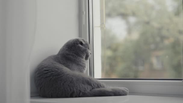 オレンジ色の目をしたスコットランドの猫が座って窓の外を見る. — ストック動画