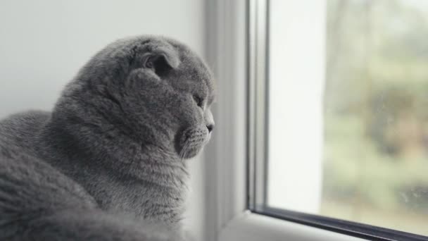 Gato pliegue escocés con ojos anaranjados se sienta y mira por la ventana. — Vídeo de stock