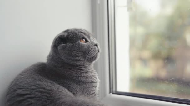 Gato pliegue escocés con ojos anaranjados se sienta y mira por la ventana. — Vídeo de stock