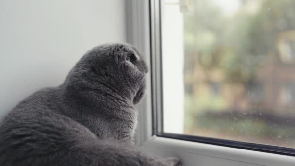 Gato pliegue escocés con ojos anaranjados se sienta y mira por la ventana. — Vídeo de stock