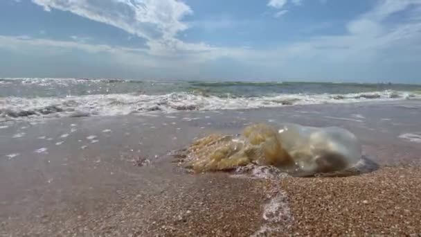 Dead jellyfish thrown ashore in sea foam of Black Sea — Stock Video