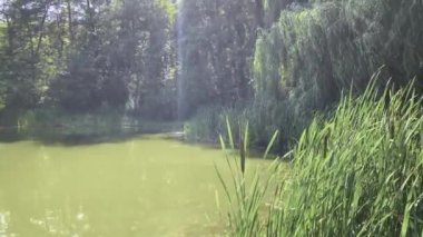 Güneş manzarası. Gölde yaz günü. Parktaki göl.