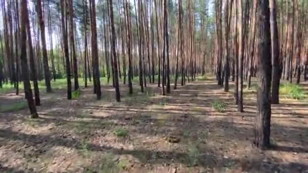 Procházka borovým lesem s kamerovým stabilizátorem a širokoúhlým objektivem — Stock video