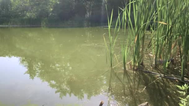 Bentang alam matahari. Hari musim panas di danau. Danau di taman. — Stok Video