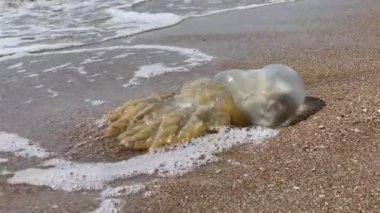 Karadeniz 'in köpüğüne atılmış ölü denizanası.