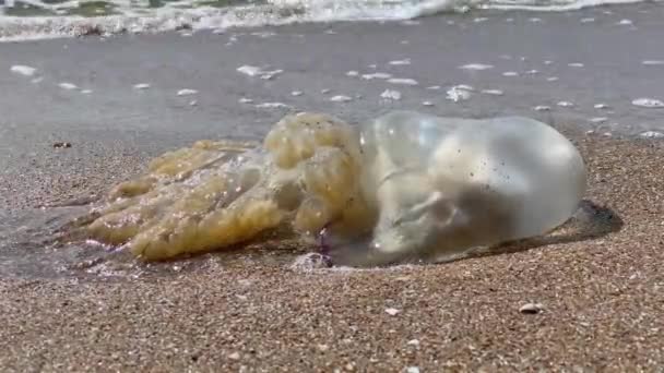 Méduses mortes jetées à terre en mousse de mer de la mer Noire — Video