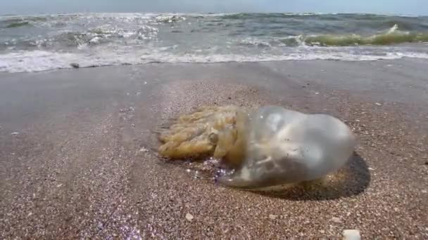 Död manet kastas iland i havsskum i Svarta havet — Stockvideo