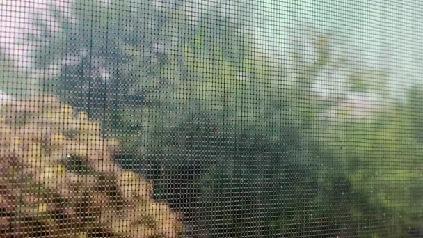 Він виливає дощ на вулицю, вид з вікна будинку. Дерево з зеленим листям, на яке падають краплі води в дощову погоду — стокове відео