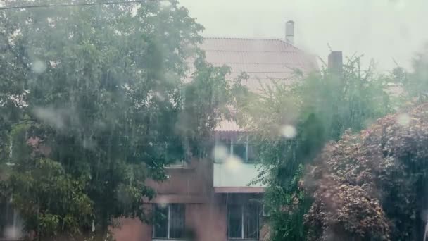 Sta versando pioggia fuori, la vista dalla finestra della casa. Un albero con foglie verdi, su cui cadono gocce d'acqua in caso di pioggia — Video Stock