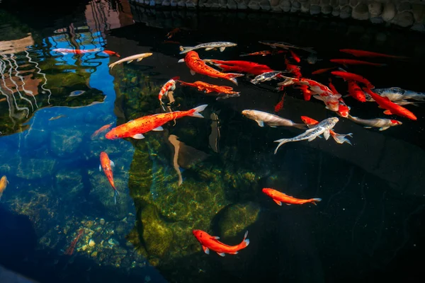 Red gold and white koi fish in a pond — Stock Photo, Image