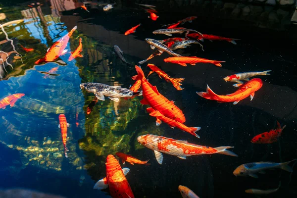 Merah emas dan ikan koi putih di kolam — Stok Foto
