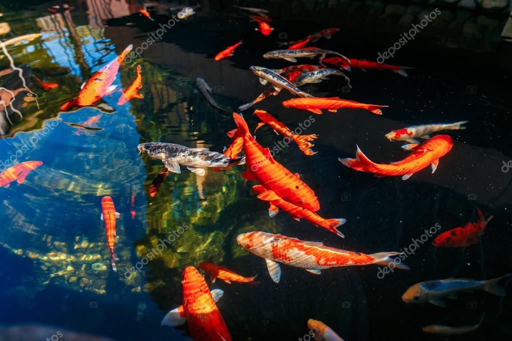 Red gold and white koi fish in a pond — Stock Photo © zamuruev 92212336