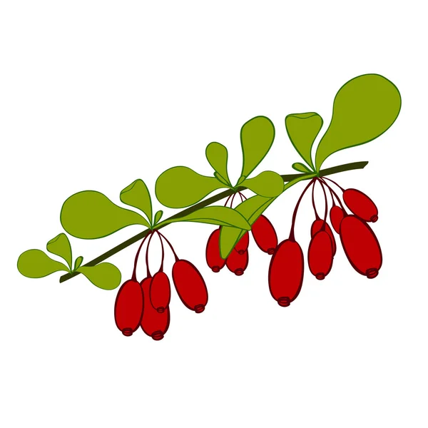 Barberries branch  on white background. Hand drawn berries. Vector illustration. — Stockvector