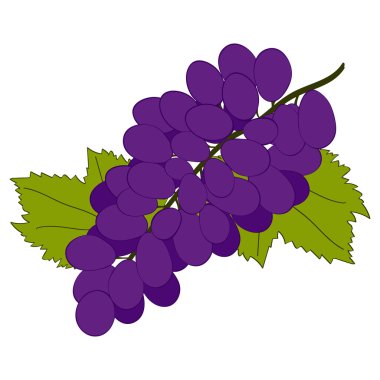 Black grape on white background. Hand drawn berries. Vector illustration.