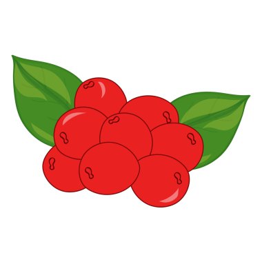 Cranberry on white background. Hand drawn berries. Vector illustration.
