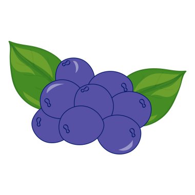 Blueberry on white background. Hand drawn berries. Vector illustration.