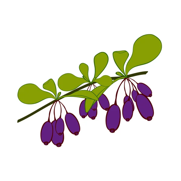 Honeysuckle on white background. Hand drawn berries. Vector illustration. — Stok Vektör