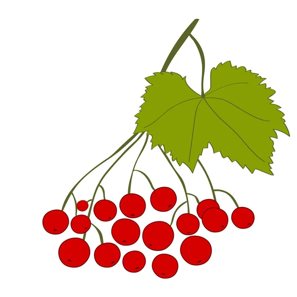 Arrowwood branch on white background. Hand drawn berries. Vector illustration. — Stockvector