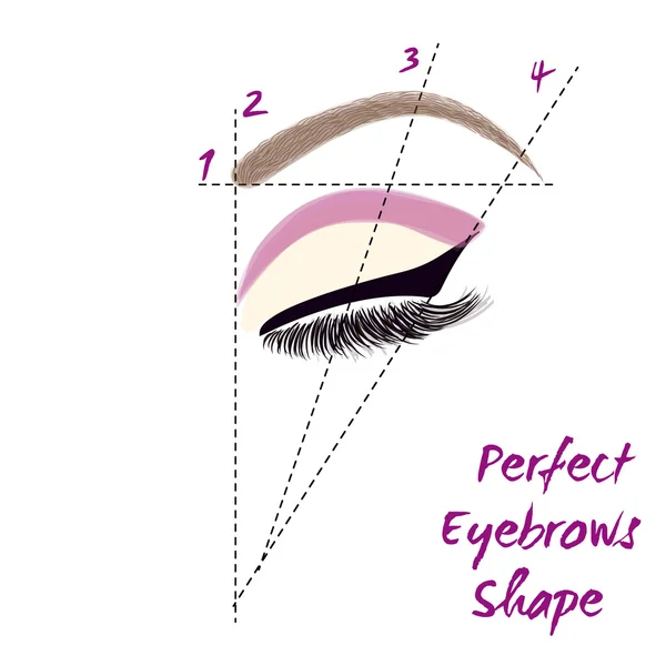 Forme parfaite des sourcils. Comment créer un sourcil parfait. Illustration vectorielle . — Image vectorielle