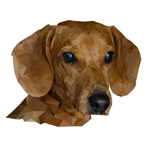 Low Polygon kutya. Vektoros illusztráció. — Stock Vector