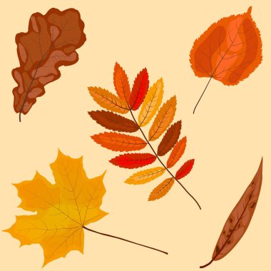  Sonbahar yaprakları parlak renkler dizisi izole