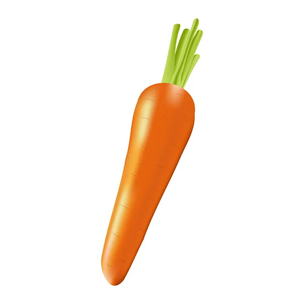 Realistic carrot from vegetable garden isolated — Stock Vector