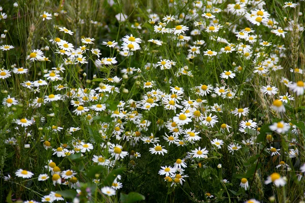 Chamomile — Stock Photo, Image