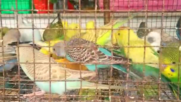 Funny Budgerigar Cute Green Budgie Parrot Sits Cage Plays Mirror — Stock Video