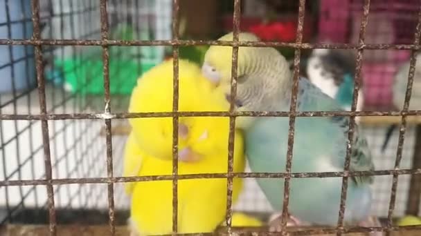 Смешной Попугайчик Симпатичный Зеленый Попугай Budgie Сидит Клетке Играет Зеркалом — стоковое видео