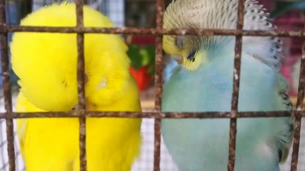 Funny Budgerigar Cute Green Budgie Parrot Sits Cage Plays Mirror — Stockvideo