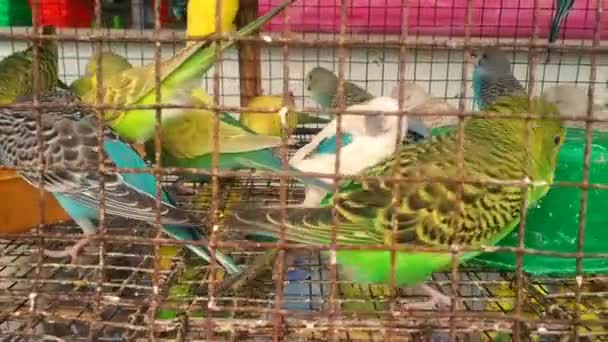 Funny Budgerigar Cute Green Budgie Parrot Sits Cage Plays Mirror — Vídeo de Stock