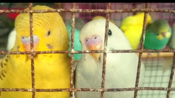 Funny Budgerigar Cute Green Budgie Parrot Sits Cage Plays Mirror — Vídeo de Stock