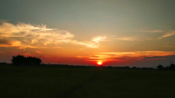 Σιλουέτα Δέντρα Πάνω Από Ένα Ηλιόλουστο Ηλιοβασίλεμα Καλοκαίρι Κλασικό Τροπικό — Αρχείο Βίντεο
