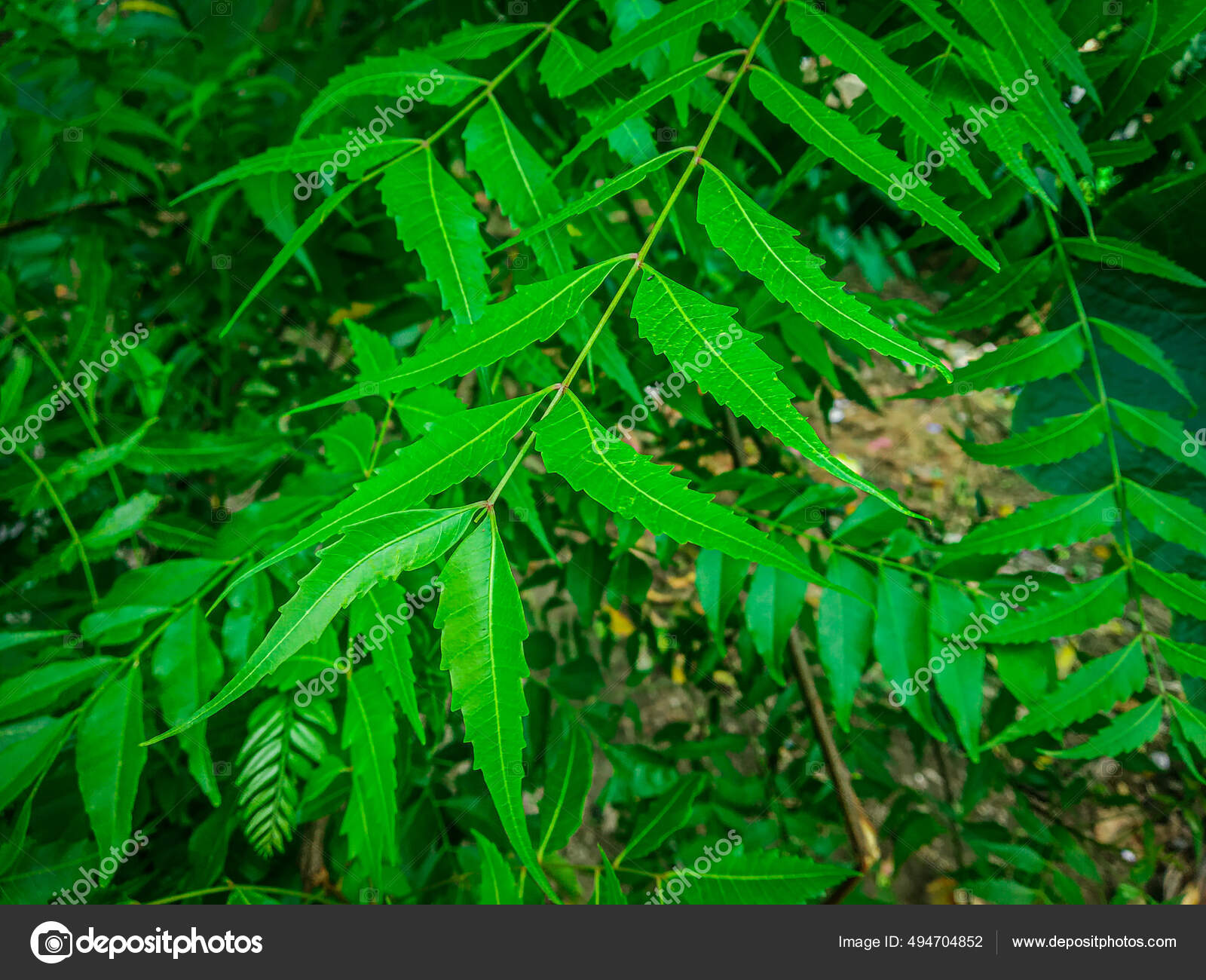 Neem Tree Leaves Stock Photos Royalty Free Neem Tree Leaves Images Depositphotos
