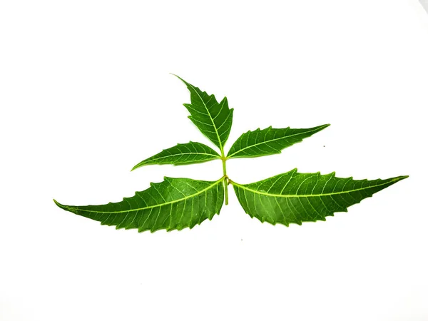 Azadirachta Indica Ein Zweig Neem Tree Blätter Isoliert Auf Weißem — Stockfoto