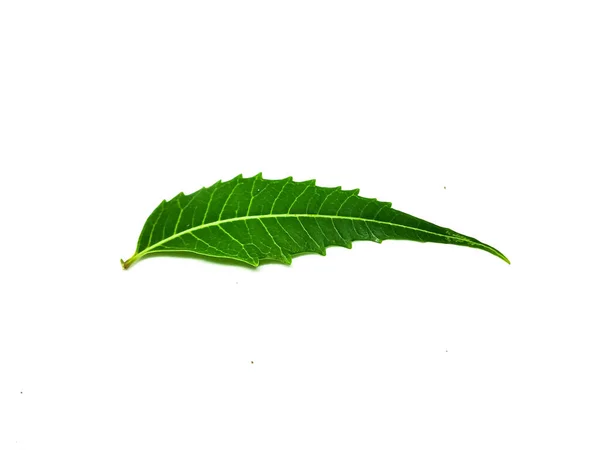 Azadirachta Indica Ramo Folhas Árvore Neem Isolado Sobre Fundo Branco — Fotografia de Stock