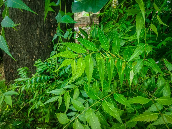 Azadirachta Indica Branch Neem Tree Leaves Natural Medicine — Stock Photo, Image