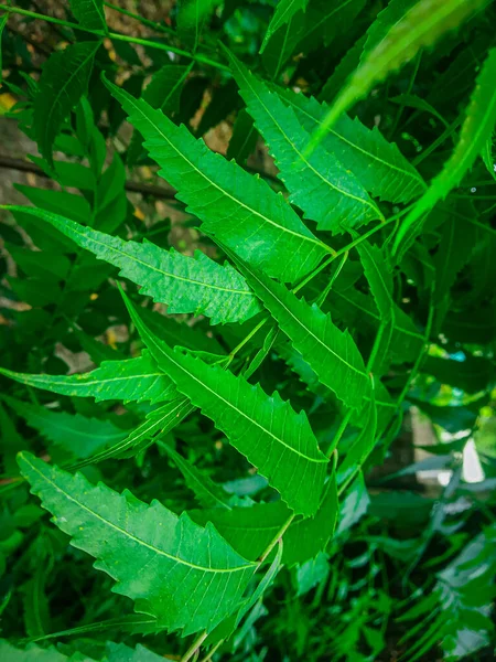 Azadirachta Indica Gałąź Liści Drzewa Neem Medycyna Naturalna — Zdjęcie stockowe