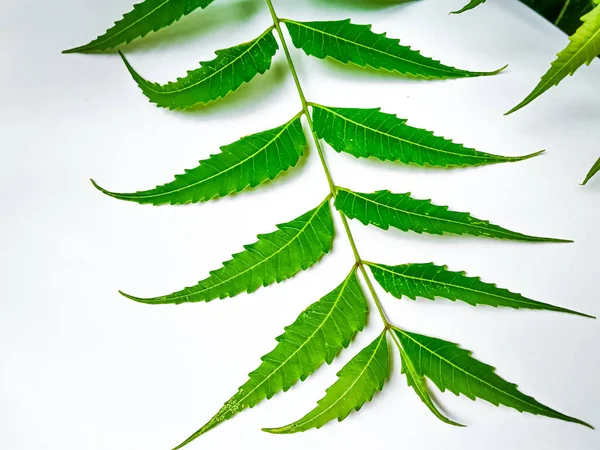 Azadirachta Indica Ramo Folhas Árvore Neem Isolado Sobre Fundo Branco — Fotografia de Stock