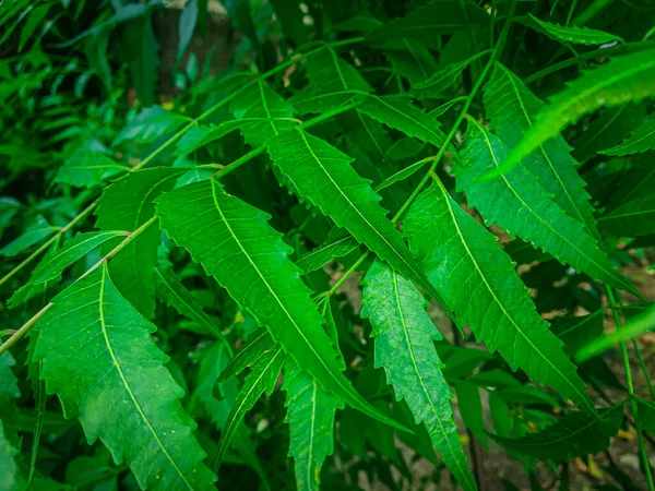 Azadirachta Indica Větvička Neemových Listů Přírodní Medicína — Stock fotografie