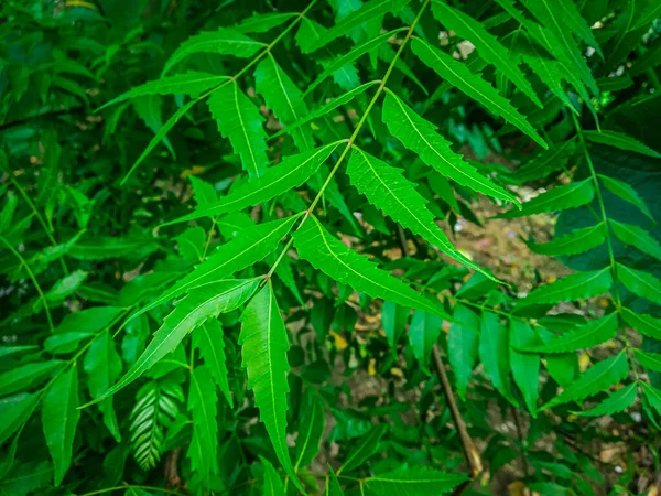 Azadirachta Indica Branch Neem Tree Leaves Natural Medicine — Stock Photo, Image