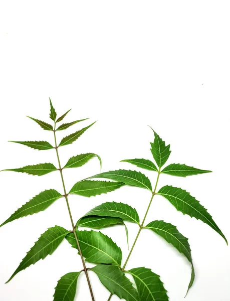 Azadirachta Indica Ramo Foglie Neem Isolato Sfondo Bianco Medicina Naturale — Foto Stock