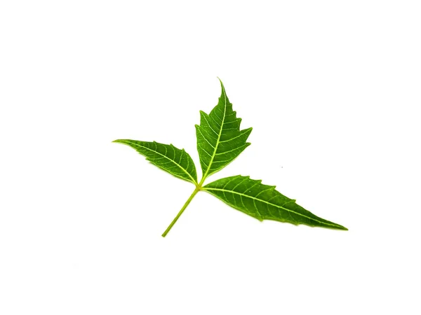 Azadirachta Indica Ein Zweig Neem Tree Blätter Isoliert Auf Weißem — Stockfoto