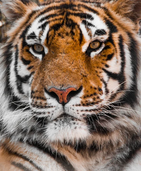 TIGER, Cara de tigre — Foto de Stock