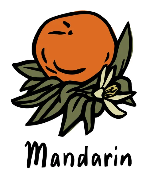 Mandarin fruit — Stock Vector