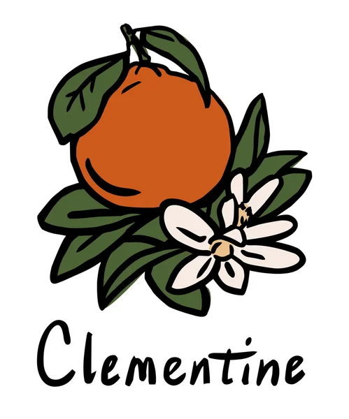 Clementine fruit — Stock Vector